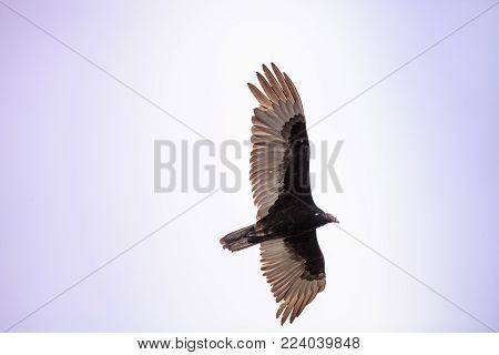 Turkey Vulture Cathartes Aura