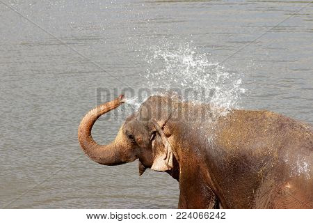 Sri Lanka, Pinawella Cattery. Elephants Are Bathing And Washing In The River, Among Brown Stones