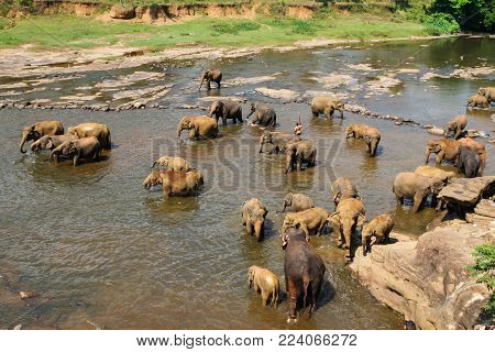 Sri Lanka, Pinawella Cattery. Elephants Are Bathing And Washing In The River, Among Brown Stones