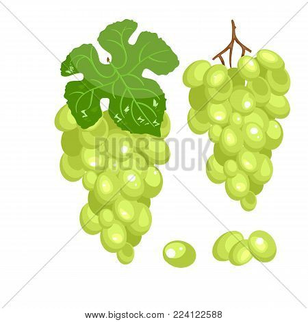 Vector bunch of green grapes on a white background. Stock vector