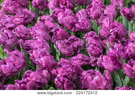 Abstract background . Purplel tulips flowers blooming in a park