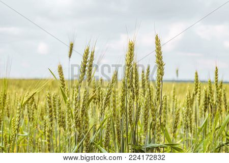 Greens of ripening wheat ears on horozon. Agricultural plantation background with limited depth of field. Close-up of cereal field.
