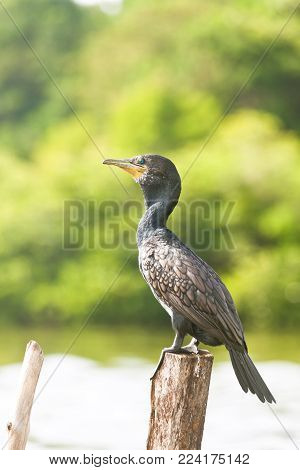 Madu Ganga, Balapitiya, Sri Lanka - A giant cormorant in the mangroves