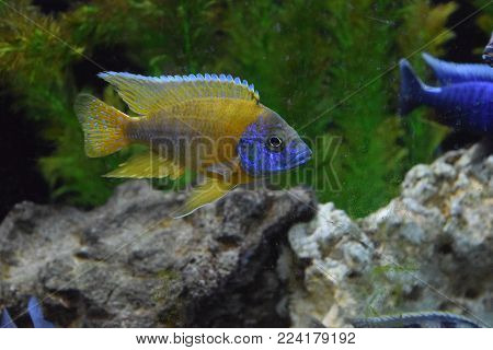 Orange Sunshine Peacock Lake Malawi Cichlid Fish