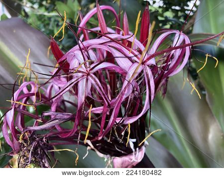 A Purple Crinum Lily (crinum Asiaticum)