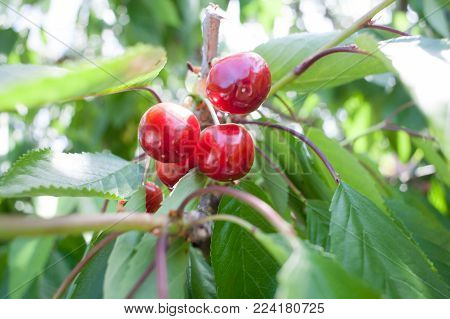 Ripe red delicious useful cherry on a tree in the summer. Useful dietary fruits with vitamins for health. Healthy healthy food.