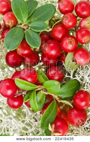 Granberries im nördlichen Reindeer lichen