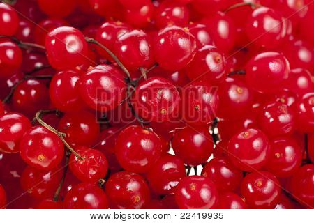 rode bessen Viburnum of arrow-wood