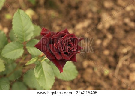 a red rose bud close-up on a natural background.