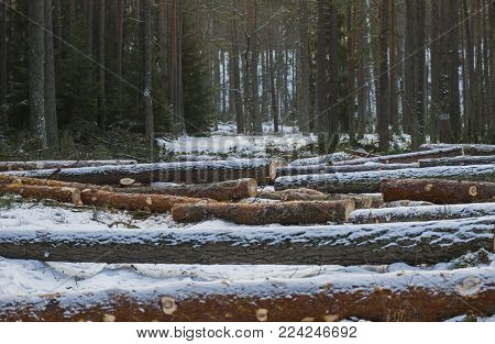 cut and felled trees in the forest by lumberjacks
