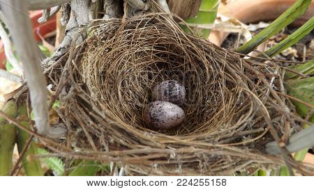 eggs of streak-eared Bulbul in the nest on the tree