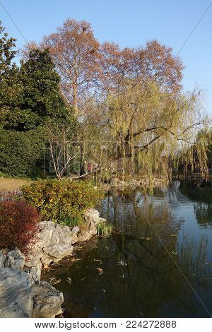 Chinese park in Hangzhou near Xihu Lake China. Beautiful trees of willow along the river