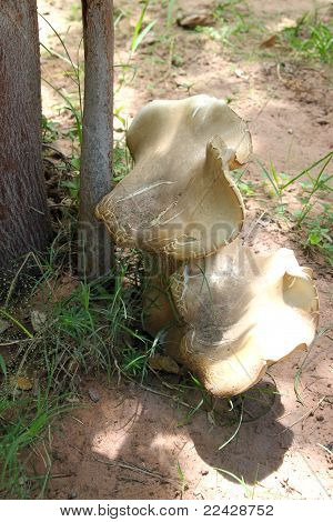 Nosorožci nohu houby