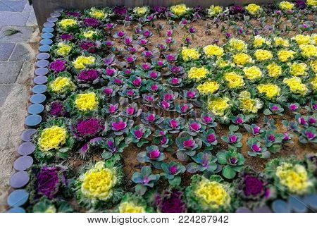 Pyeongchang, South Korea,January , 2018, Decoration of the flowerbed in the olempic village