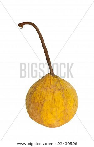 Santol fruta