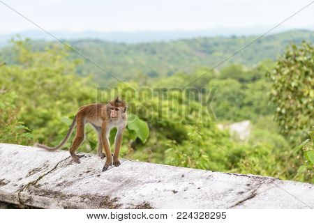 The monkey runs along the wall of the ancient Buddhist rock temple in Mulkirigala, Sri Lanka