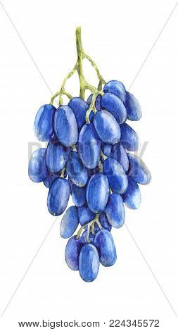 Watercolor Painting.  Hand drawn ripe blue grapes isolated on white. Grape bunch with oblong berries sketch.