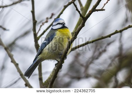 Bluetit (parus Caeruleus)