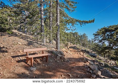 wooden bench inside a forest, no people around