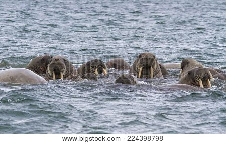 Walruses In A Water In Svalbard