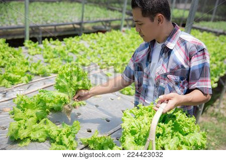 happy asian male harvesting vegetable from his own hydrophonic farm