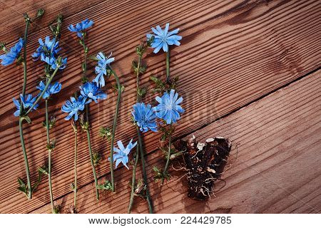 Background with flowers of chicory and root on the old wooden boards. Place for text. Top view. Medicinal plant: Chicory. Fresh root of common chicory Cichorium intybus . Chicory root Cichorii intybi radix is used for the relief of symptoms of mild digest