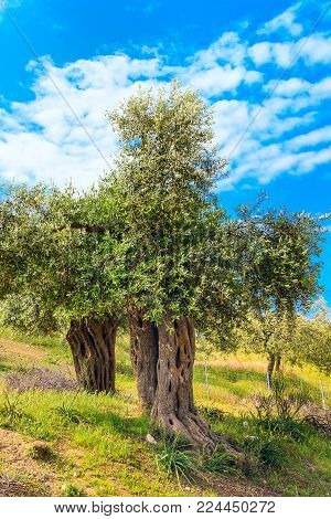 Summer vacation background with greek island Thasos, olive trees and blue cloudy sky, Greece