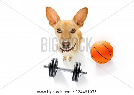 Basketball Podenco Dog Playing With  Ball  , Isolated On White Background, Wide Angle Fisheye View