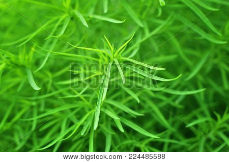 Green grass background. Fresh green grass closeup