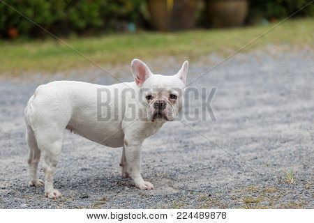 Beautiful dog french bulldog white, Outdoor, Close-up.
