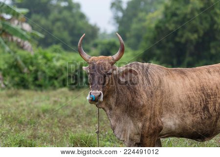 Beautiful brown cow standing on a meadow.