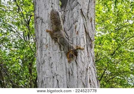 Fox Squirrel On Tree Trunck Climbing Down