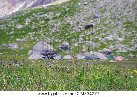 Alpine meadow with closeup flowers against the background of grassy slope