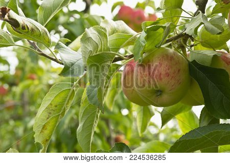 fresh natural ripe cultivated organic apple tree with fruits