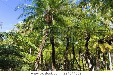 The palm trees in garden of Balata .The Balata is a botanical garden located on the Route de Balata about 10 km outside of Fort-de-France, Martinique, France.