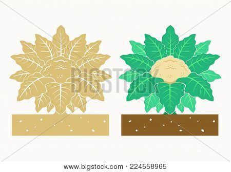 isolated cauliflower plant with product vector illustration