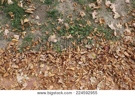 Autumn leaf fall in outdoor park scene