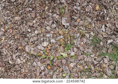 Ground in park covered with grass and tree odds
