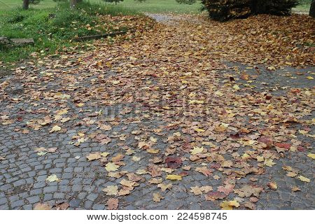 Autumn scene of fallen leafs on cobblestone pavement