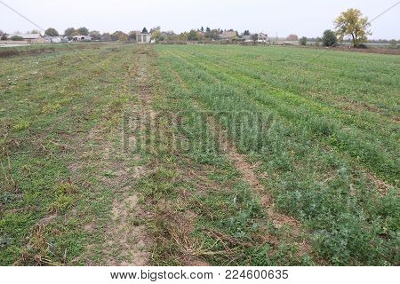 Countryside field in small village in Serbia