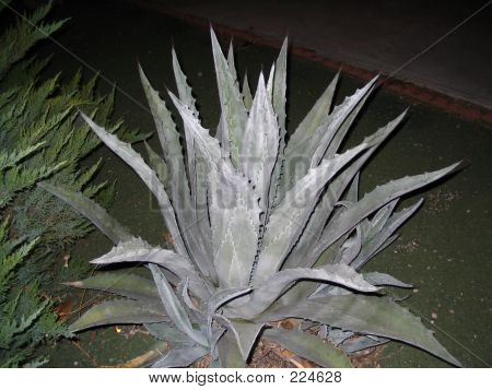 Večerní sukulentní