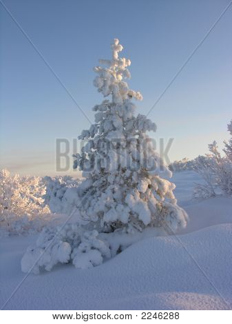 Cubiertas por una nieve de pinos