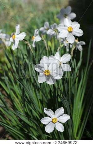 White beauty flowers spring vertical nature photo