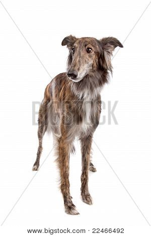 Hotel Silken Windhound