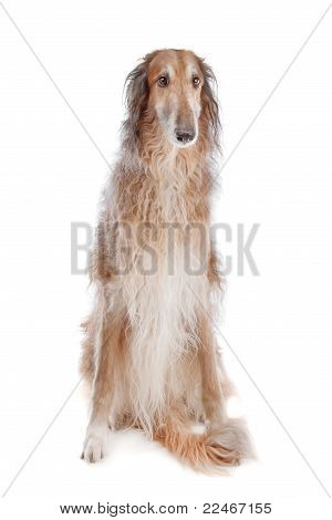 Borzoi eller russisk Ulvehund