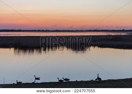 Goose and goslings at lakeside silhouetted against sunset