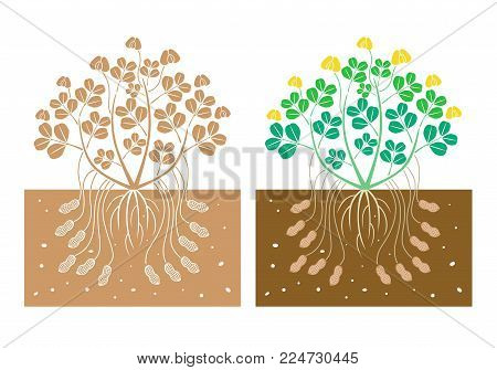 isolated peanut plant with product vector illustration