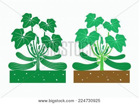 isolated zucchini plant with product vector illustration