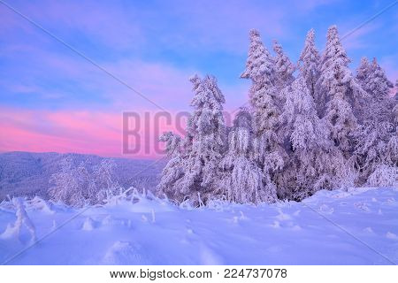 From the snow covered lawn there is a view to nice trees covered by frost and snow. Light pink sun rays of sunset enlighten sky and trees. Magic winter landscape.