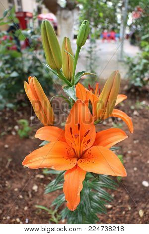 orange lily in spring season, orange lily.